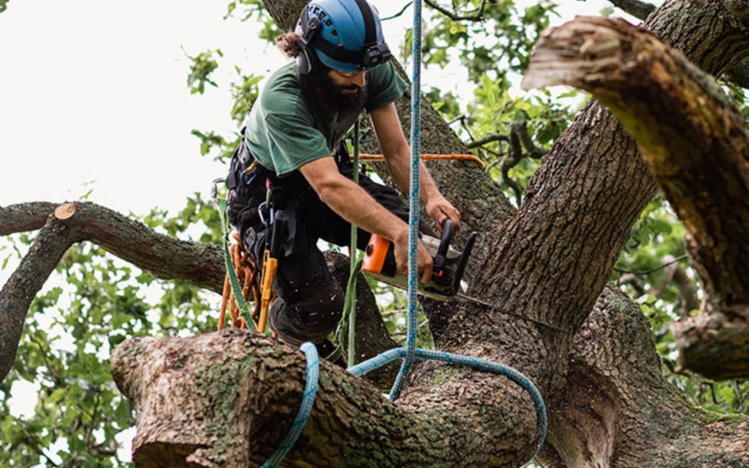 Tree Trimming