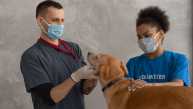 Wise Techniques for Accountable Pet Care MyrtleBeachSC Info