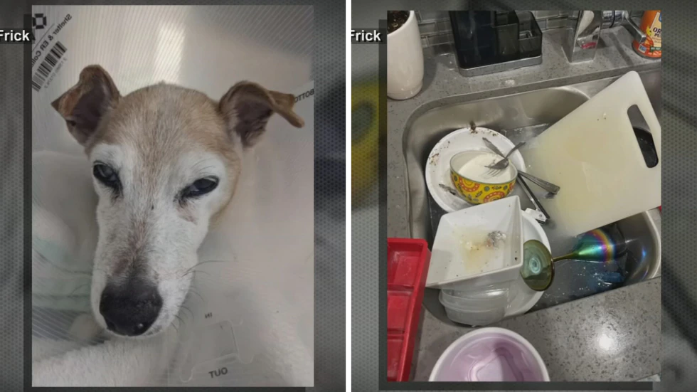 Scottsdale woman claims pet sitter mistreated dog, trashed home