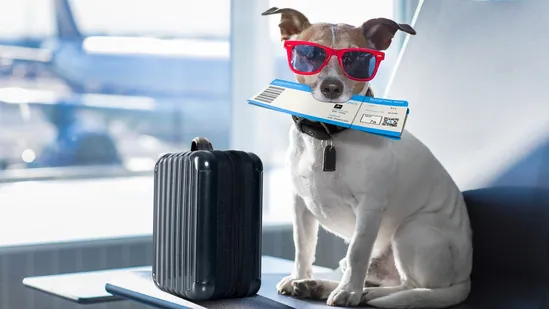 2. Comfort with travel arrangements - While your pet may be used to evening drives around the city, planning for a relocation might be tedious or difficult for them as it will involve longer hours of travel. Begin to familiarise them with the vehicle. Also, make sure they’ll be at ease with the box or their crate you’ll be using. If they aren’t used to staying put in a closed space, try having them stay in a crate for a short period of time and gradually increase it by luring them into it with some treats and of course praising them for being a good pet. It also makes their learning experience a little enjoyable. You definitely cannot rehearse if you plan on making a long-distance relocation or flying to your destination. The same exercises, on the other hand, will help your pets cope with trip commotions. It is ideal to employ professional packers and movers company for the finest pet relocation experience.&nbsp;(File Photo)
