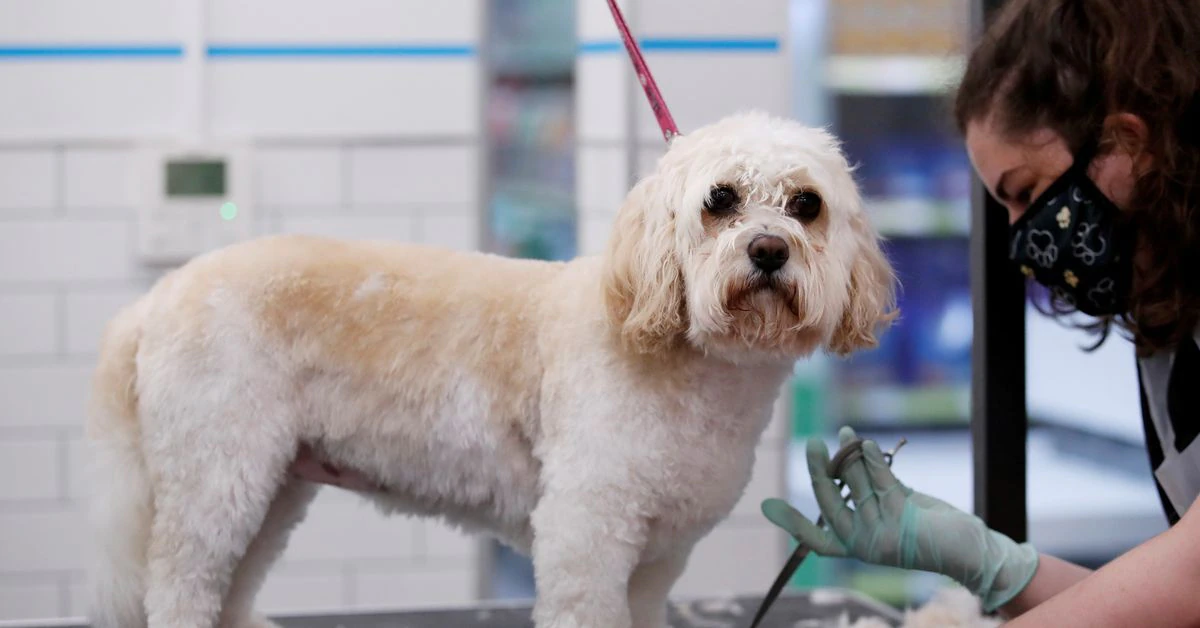 Britain's Pets At Home wins market share as owners pamper furry friends