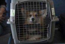 A corgi sits in a dog crate at Ramstein Air Base.