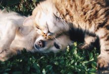 The Benefits of Using Online Vets For Pet Care