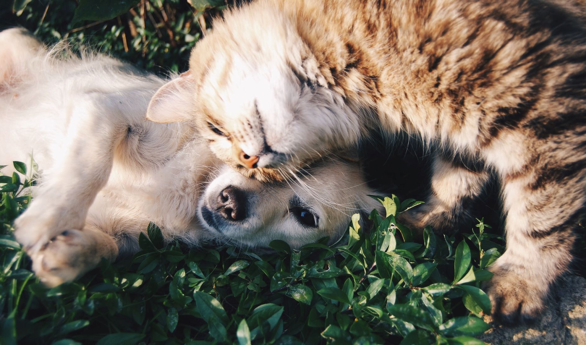 The Benefits of Using Online Vets For Pet Care