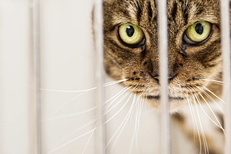 A kitten looks on from inside a kennel at the ACCT animal adoption facilities in Philadelphia, Pa. Thursday, November 18, 2021.