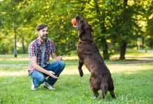 Obedience Training