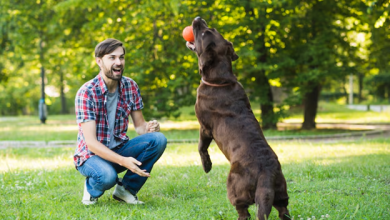 Obedience Training