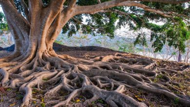 How to Deal with Tree Root Encroachment