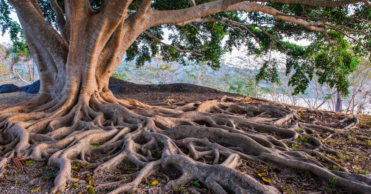 How to Deal with Tree Root Encroachment