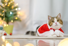 The Ultimate Guide to Finding the Best Cat Xmas Sweater