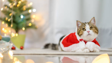 The Ultimate Guide to Finding the Best Cat Xmas Sweater