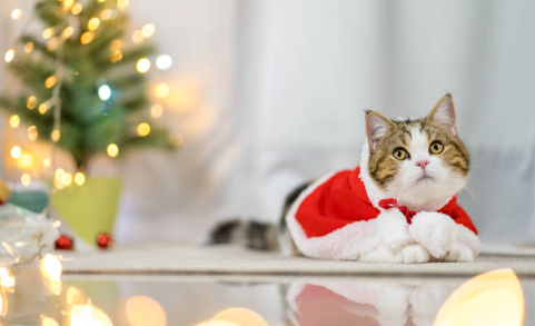 The Ultimate Guide to Finding the Best Cat Xmas Sweater