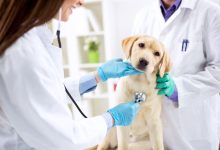 The Best Options for Quality Veterinary Care