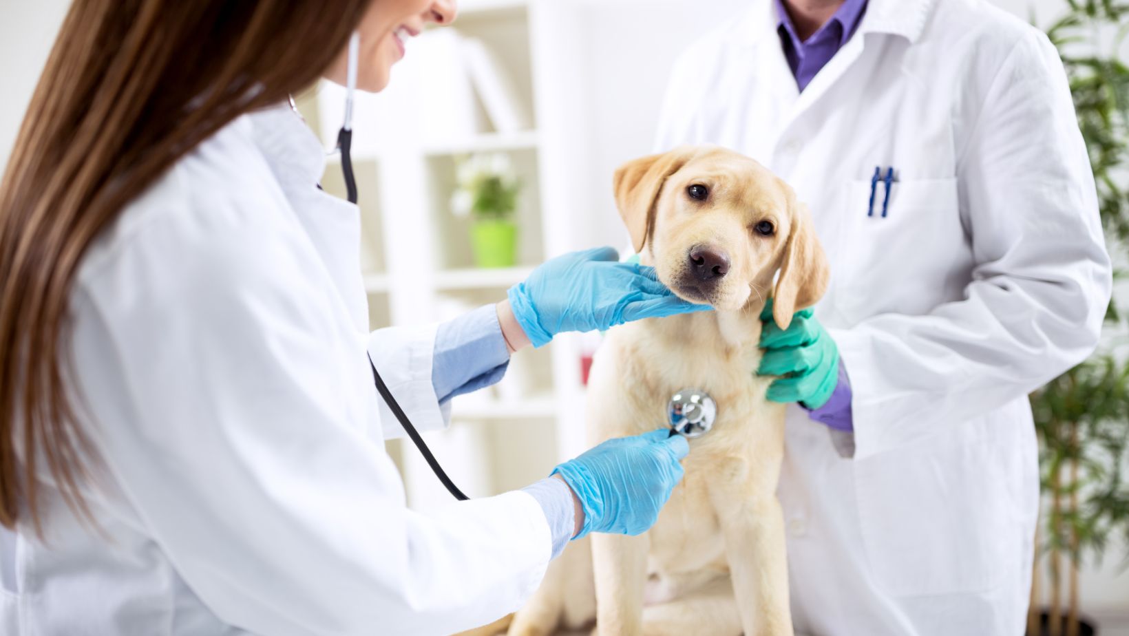 The Best Options for Quality Veterinary Care