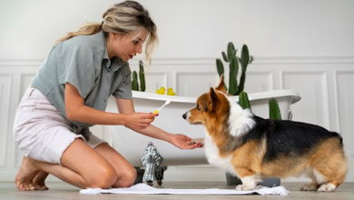 Tips for Maintaining Pet Health and Well-Being