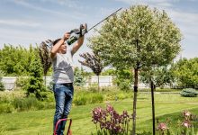 Affordable Tree Care in Racine: Maintaining Your Trees on a Budget