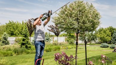 Affordable Tree Care in Racine: Maintaining Your Trees on a Budget