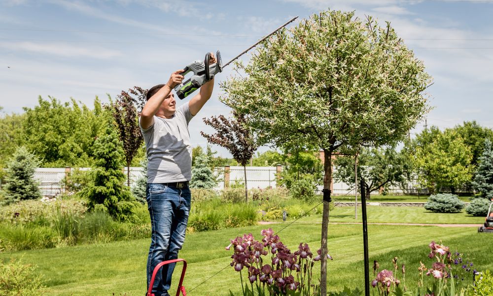 Affordable Tree Care in Racine: Maintaining Your Trees on a Budget