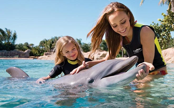 swim with dolphins prices