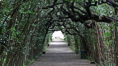 Nature Meets Art: Exploring the Majestic Boboli Gardens in Florence